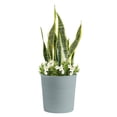 thumbnail image 2 of Costa Farms Live 10" Assorted Tropical Flowering Patio Combo, 2 of 10