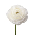 thumbnail image 3 of Ranunculus, 60 stems, choose color, 3 of 6