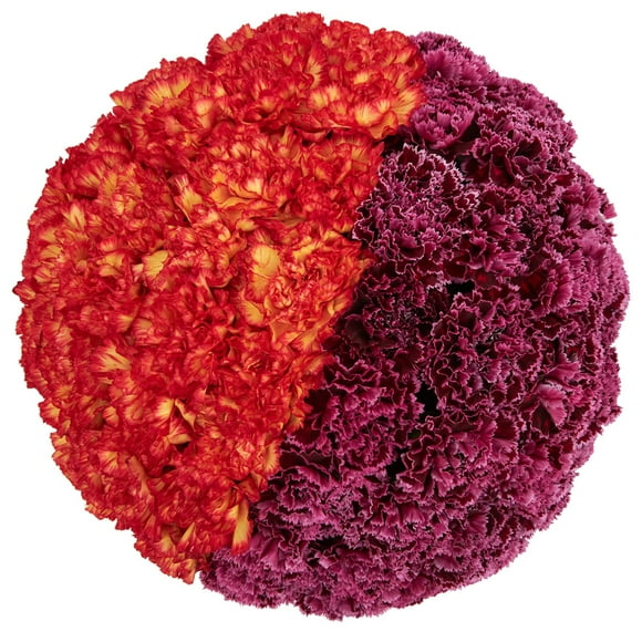 Member's Mark Carnations, Choose color and stem count