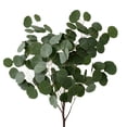 thumbnail image 1 of Member's Mark Silver Dollar Eucalyptus 40 stems, 1 of 5