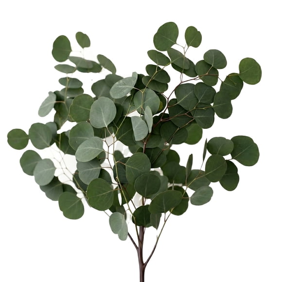 Member's Mark Silver Dollar Eucalyptus 40 stems