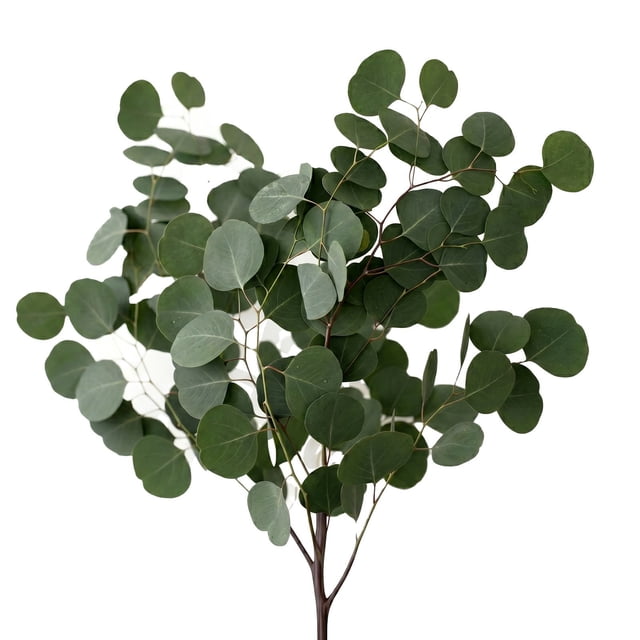 Member's Mark Silver Dollar Eucalyptus 40 stems