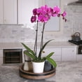 thumbnail image 2 of Just Add Ice 5" Orchid in Decorative Ceramic Pot, 2 of 3