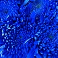 thumbnail image 4 of Member's Mark Painted Mums,  choose color and stem count, 4 of 6