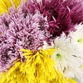thumbnail image 2 of Member's Mark Spider Mums, choose color and stem count, 2 of 4