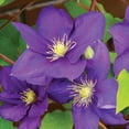 thumbnail image 3 of Member's Mark Clematis Jackmanii Dormant Bulbs, 3pk, 3 of 9