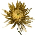 thumbnail image 3 of Member's Mark Painted Mums,  choose color and stem count, 3 of 5