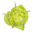 thumbnail image 2 of Member's Mark Ecuadorian Premium Roses, choose color variety and stem count, 2 of 7