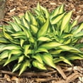 thumbnail image 3 of Member's Mark Hosta Collection Tortilla Chip, Lakeside Little Tuft, Mama Mia Dormant Bulbs, 6pk, 3 of 9