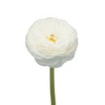 thumbnail image 1 of Ranunculus, 60 stems, choose color, 1 of 2
