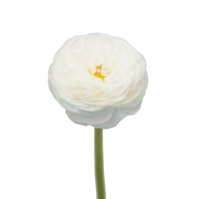 Ranunculus, 60 stems, choose color