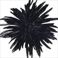 thumbnail image 2 of Member's Mark Painted Mums, 100 stems, Choose color, 2 of 2