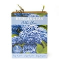 thumbnail image 14 of Hydrangea or Lilac Shrubs 2 pk., 14 of 15