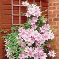 thumbnail image 3 of Member's Mark Clematis Bees Jubilee & Niobe Dormant Bulbs, 3pk, 3 of 10