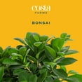 thumbnail image 2 of Costa Farms Medium Bonsai Plant in Decorative Pot, 2 of 9