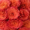 thumbnail image 4 of Member's Mark Garden Roses, 36 stems, Choose color variety, 4 of 6