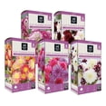 thumbnail image 3 of Member's Mark Boxed Spring Flower Bulbs, 3 of 7