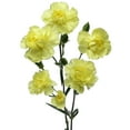 thumbnail image 4 of Member's Mark Mini Carnations, Choose color and stem count, 4 of 6