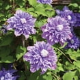 thumbnail image 3 of Member's Mark Clematis Vagabound & Multi Blue Dormant Bulbs, 3pk, 3 of 10