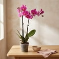 thumbnail image 3 of 5" Premium Orchids in Salmon, Magenta, and Yellow in Grower Pot, 6 Pack, 3 of 5