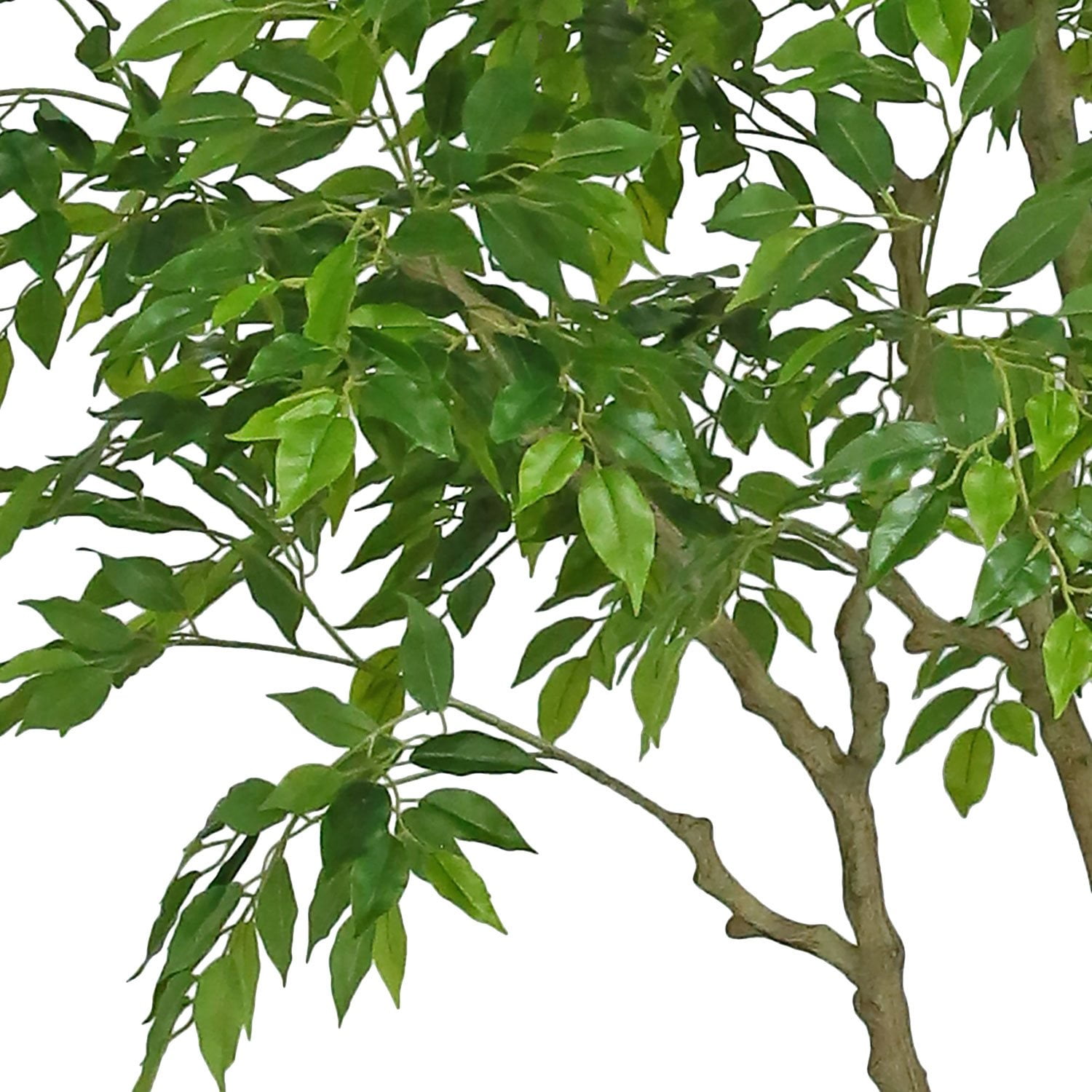 Faux 8' Deluxe Ficus Tree in Oversized Cream Pot - Samsclub.com