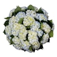 thumbnail image 1 of Member's Mark Hydrangeas, choose color and stem count, 1 of 6