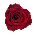 thumbnail image 3 of Member's Mark Ecuadorian Premium Roses, choose color variety and stem count, 3 of 8