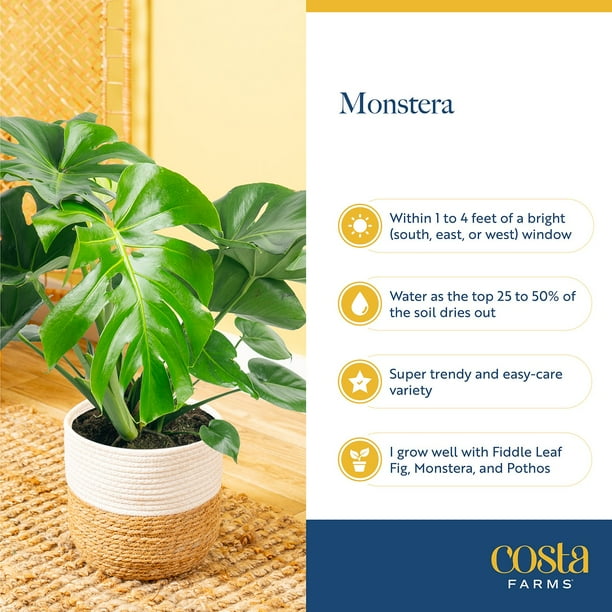 philodendron tortum good luck Philodendron tortum – Carnivero