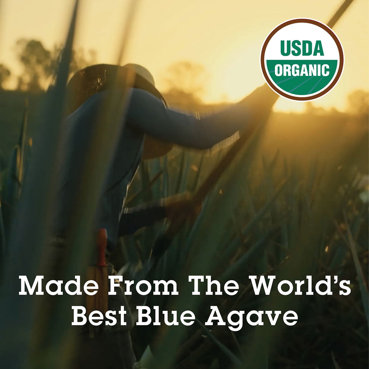 Agave In The Raw Organic Raw Nectar, 36 oz.