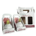 thumbnail image 4 of Holiday Waxed Amaryllis Bulbs, 2pk, 4 of 6