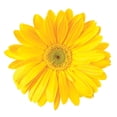 thumbnail image 4 of Member's Mark Gerbera Daisies, choose color and stem count, 4 of 8