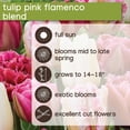 thumbnail image 6 of Member's Mark Tulip Pink Flamenco Blend Dormant Bulbs, 30pk, 6 of 9