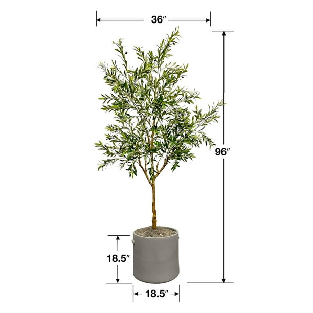 bay laurel hedge plants Bay Laurel Hedge Plants main image 1