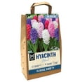 thumbnail image 1 of Member's Mark Hyacinth Blend Dormant Bulbs, 24pk, 1 of 9