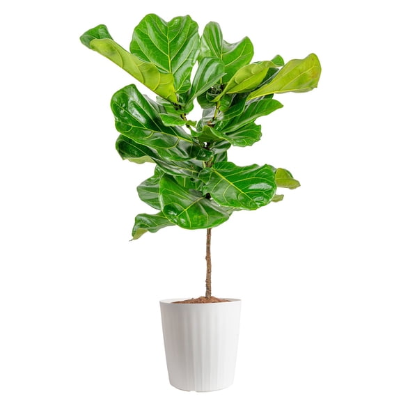 Costa Farms Live 10" Fiddle Leaf Fig Standard in Decor Pot