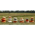 thumbnail image 5 of Heirloom Pumpkin, 1 ct., 5 of 5