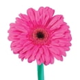 thumbnail image 3 of Member's Mark Gerbera Daisies, choose color and stem count, 3 of 7