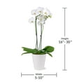 thumbnail image 6 of Just Add Ice Live White Orchid in White Ceramic Pottery, 24" Tall, 6 of 7