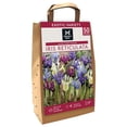 thumbnail image 1 of Member's Mark Iris Reticulata Block Party Blend Dormant Bulbs, 50pk, 1 of 2