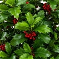 thumbnail image 2 of Artificial 4' Holly Berry Double Ball Topiary in Black Grower's Pot, 2 of 6