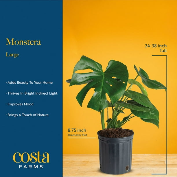 monstera albo kaufen Monstera albo variegata