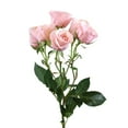thumbnail image 3 of Member's Mark Spray Roses, Choose color variety and stem count, 3 of 4