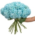thumbnail image 2 of Member's Mark Color Enhanced Hydrangeas, 20 stems, choose color, 2 of 4