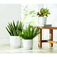 thumbnail image 5 of Member's Mark 3-Pack Ceramic Planters with Saucers, 5 of 8