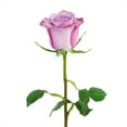 thumbnail image 4 of Member's Mark Ecuadorian Premium Roses, choose color variety and stem count, 4 of 8