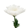 thumbnail image 3 of Member's Mark Mums Medley, 10 stems, color and variety may vary, 3 of 9