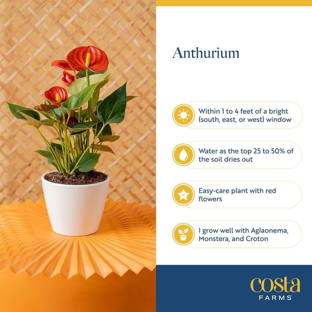 Live Mother's Day Flowering Assortment, Anthurium or Orchid