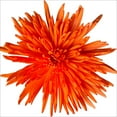 thumbnail image 2 of Member's Mark Painted Mums, 100 stems, Choose color, 2 of 2