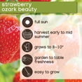 thumbnail image 6 of Member's Mark Strawberry Ozark Beauty, 40pk, 6 of 9