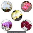 thumbnail image 2 of Live 2.5" Multi-Color Mini Orchids in Ceramic Pot, 12 Pack, 2 of 6